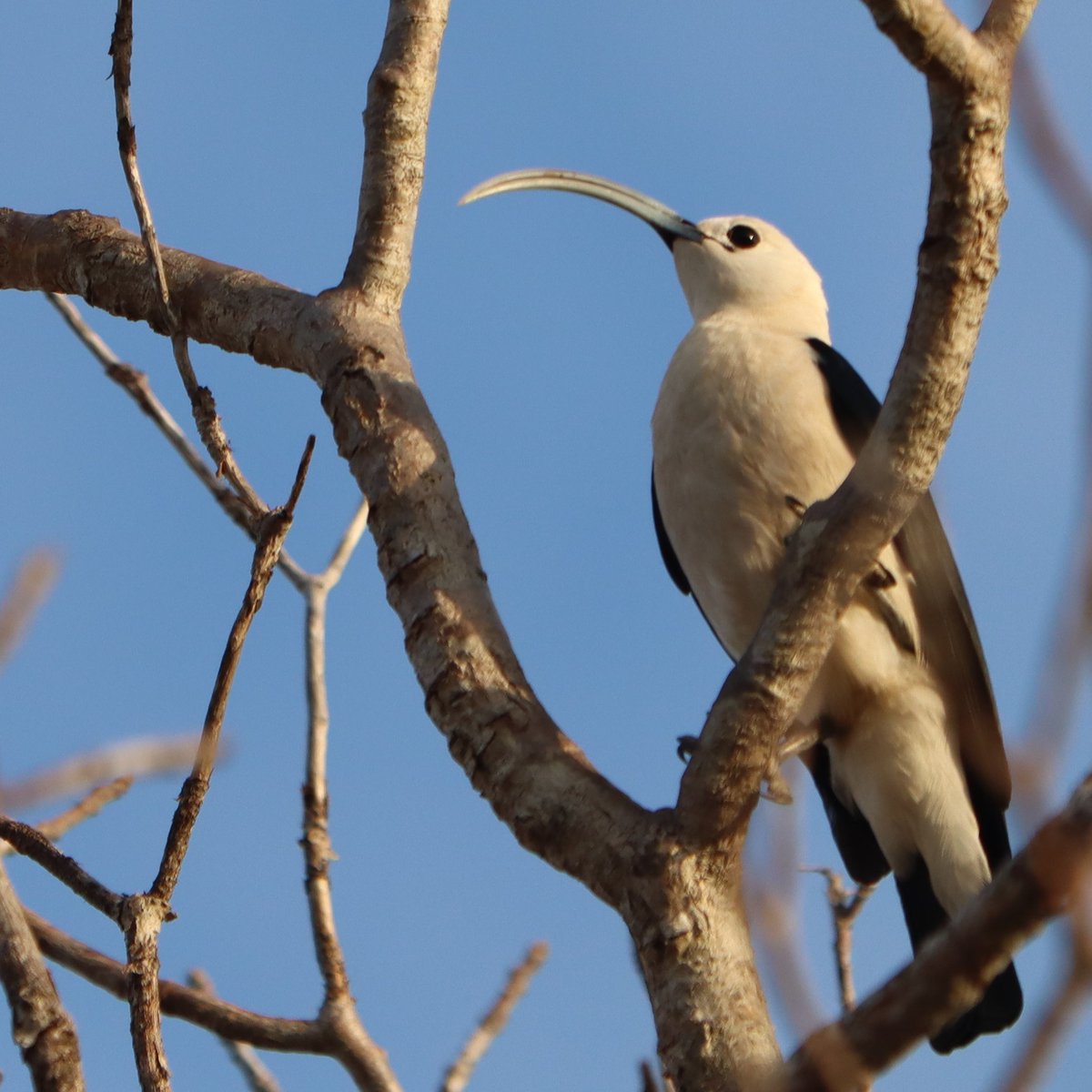 BaharBilgen's tweet photo. Kıvrık gagalı Vanga - Sickle billed Vanga
Spiny Forest , Toliara , Madagaskar
 Vangagiller Ailesi 21 Cins  39 tür.  Bu gezide 14 türünü çok net gördük.
#vangidae
#sicklebilledvanga
#birdsofmadagascar https://t.co/an5pidfkzA
