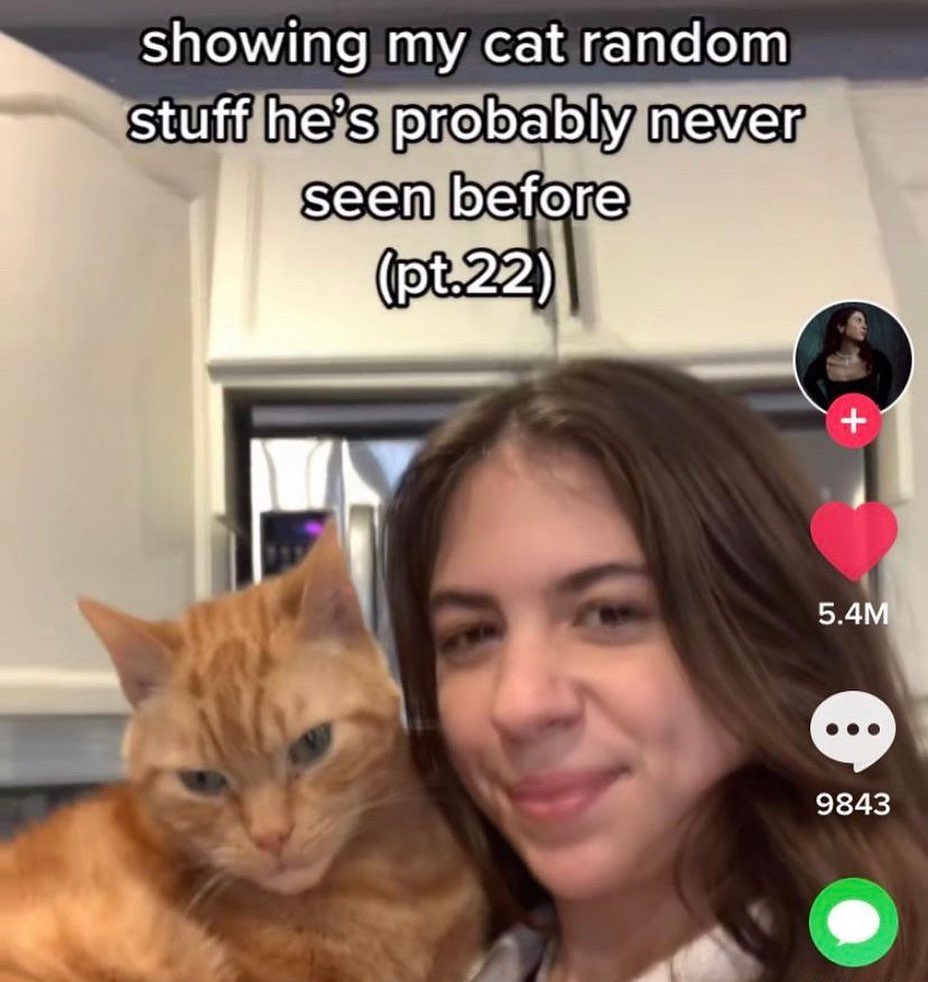 Cat Dealer on Twitter