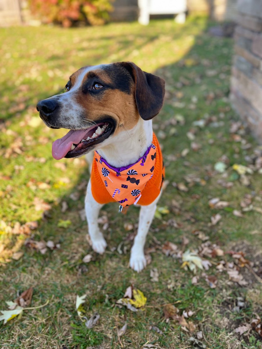 Hal-Lu-ween 🐶 🌙