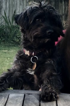 MissingPetsGB's tweet photo. 🐕🧨Milo was spooked by #fireworks and got out of the house
LOST night of 29 October, he is a small black terrier type) called Milo, please message if found or call 07971084893. Red collar with address on him. Lost from
The Oaks in #WestByfleet #KT14 https://t.co/gJb2UP9kj0 https://t.co/BhqhypZals
