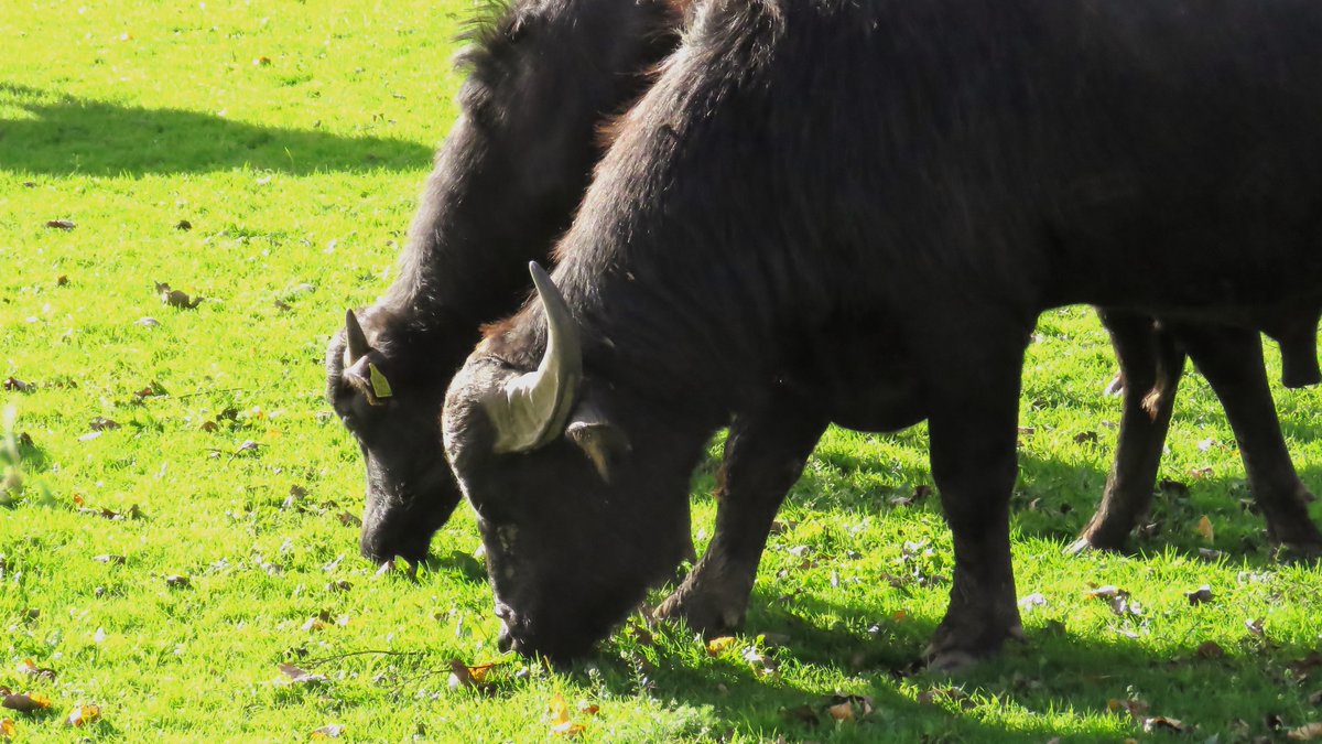 inja5248's tweet photo. #fotochallenge van @Tpzijl
#November_Kiek
#Dag2 met als thema #Samen
kudde #waterbuffels vandaag gespot in #Brandt bij #Stevensweert #MiddenLimburg 💚 https://t.co/jJfjvMDozV