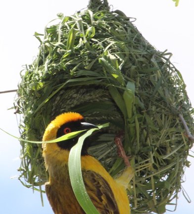 🚨PhD opportunity🚨 "Evolution of pendant nests: do birds build to reduce predation risk?” Involves fieldwork, museum collections and phylogenetic analyses. Supervised by Prof Sue Healy (University of St Andrews) and Dr Sally Street (Durham University)

iapetus2.ac.uk/studentships/e…