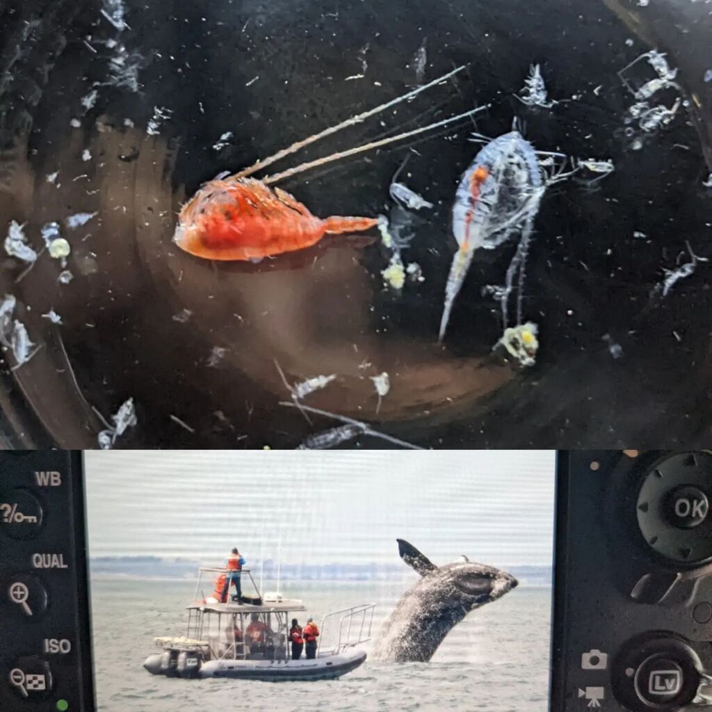 Joe Warren (@warren_lab) on Twitter photo We are hiring a post doc for a project studying copepods (and their impact on larger animals). Come join us @somas.sbu <a href="/stonybrooku/">Stony Brook University</a> . Applications due 27 Nov. More info: ift.tt/7gHySm3 instagr.am/p/CkdlPJCu4aK/ We are hiring a post doc for a project studying copepods (and their impact on larger animals). Come join us @somas.sbu <a href="/stonybrooku/">Stony Brook University</a> . Applications due 27 Nov. More info: ift.tt/7gHySm3 instagr.am/p/CkdlPJCu4aK/