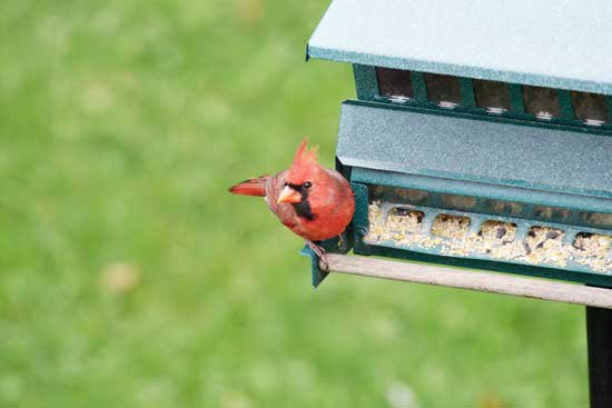 mthrearthliving's tweet photo. Feeding birds can be a delightful way to observe and connect with wildlife as the weather gets cold - find tips on feeders, placement and more below:
https://t.co/0xDP4zf7Pn
#feedthebirds #wildlife #backyardecosystem #birds https://t.co/dPD042PO6P