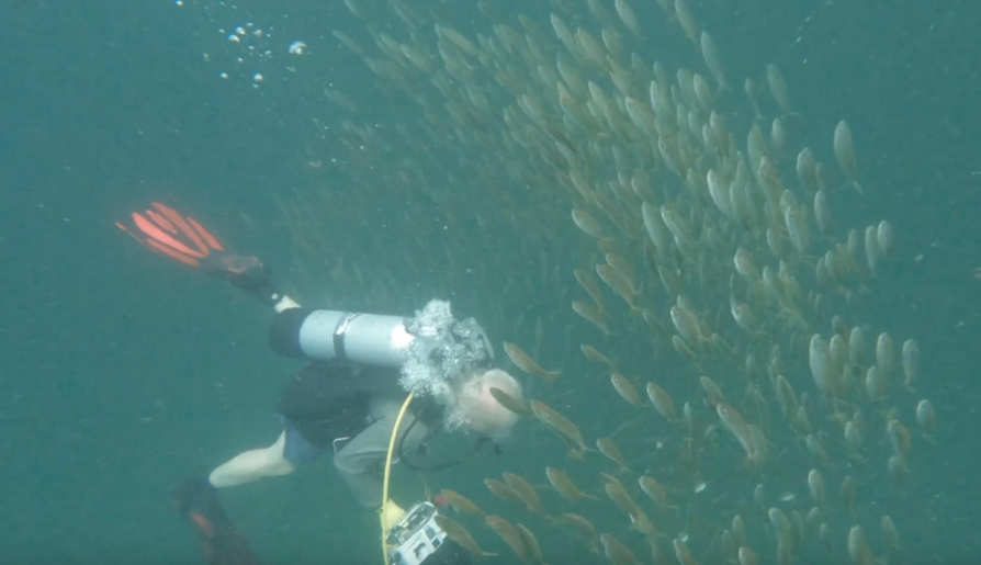 Take a virtual dive to check out the Alabama undersea forest courtesy of @Aquanaut1957 and <a href="/Aquanaut1967/">Brian Helmuth</a>: youtube.com/watch?v=Q9x_pc…