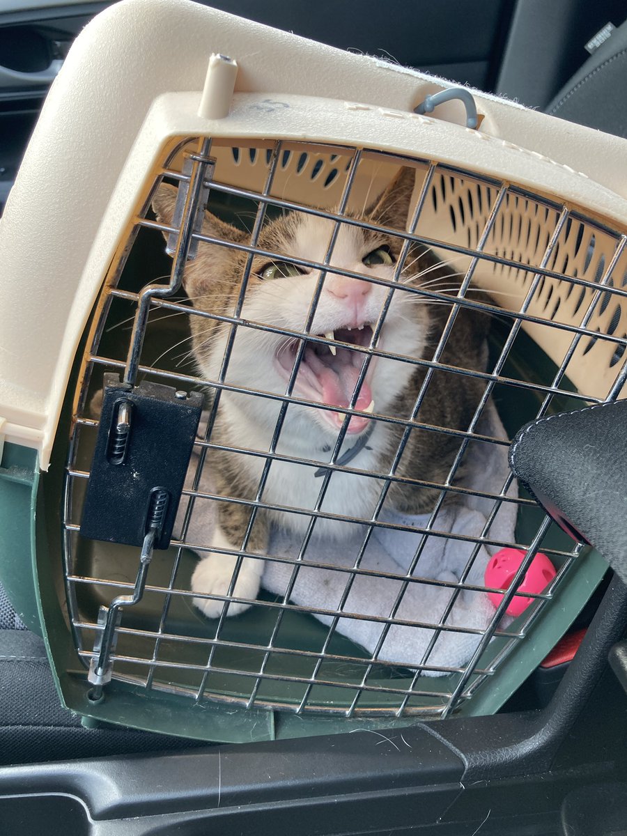 EricaBee 🐝 tweet media