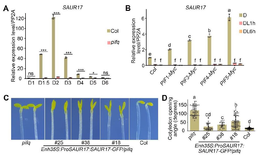 The Plant Cell (@theplantcell) on Twitter photo Brassinosteroids promote etiolated apical structures in darkness by amplifying the ethylene response via the EBF-EIN3/PIF3 circuit (Jiajun Wang, Ning Sun, Lidan Zheng, Fangfang Zhang, Mengda Xiang, Haodong Chen, Xing Wang Deng, Ning Wei) buff.ly/3SZORh5 #PlantSci  <a href="/ASPB/">ASPB</a> Brassinosteroids promote etiolated apical structures in darkness by amplifying the ethylene response via the EBF-EIN3/PIF3 circuit (Jiajun Wang, Ning Sun, Lidan Zheng, Fangfang Zhang, Mengda Xiang, Haodong Chen, Xing Wang Deng, Ning Wei) buff.ly/3SZORh5 #PlantSci  <a href="/ASPB/">ASPB</a>
