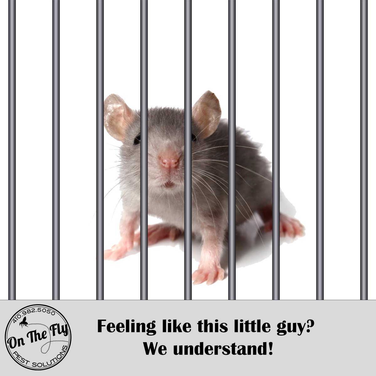 We understand the frustration of a never-ending mouse problem. Leave it to the professionals at On The Fly - we'll make sure you're feeling at home in your home again!