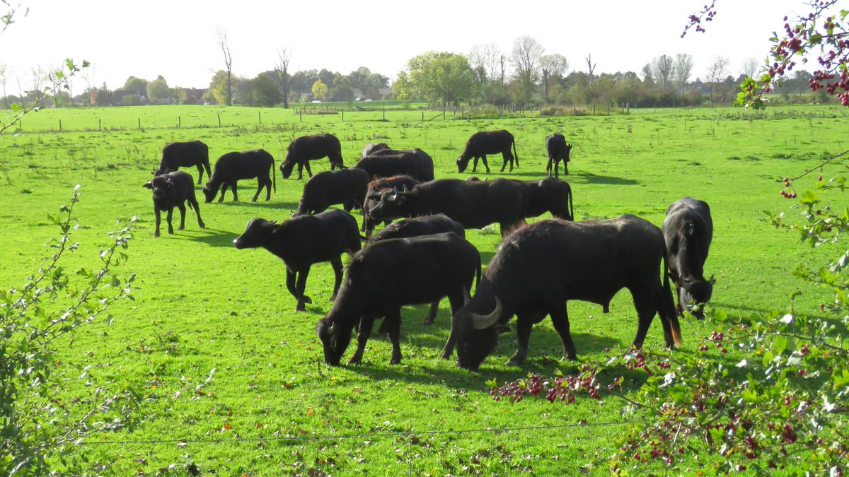 inja5248's tweet photo. kudde #waterbuffels vandaag gespot in een weide op #Brandt bij #Stevensweert #MiddenLimburg 💚
het zijn prachtige dieren..... https://t.co/pUcFopfBgu