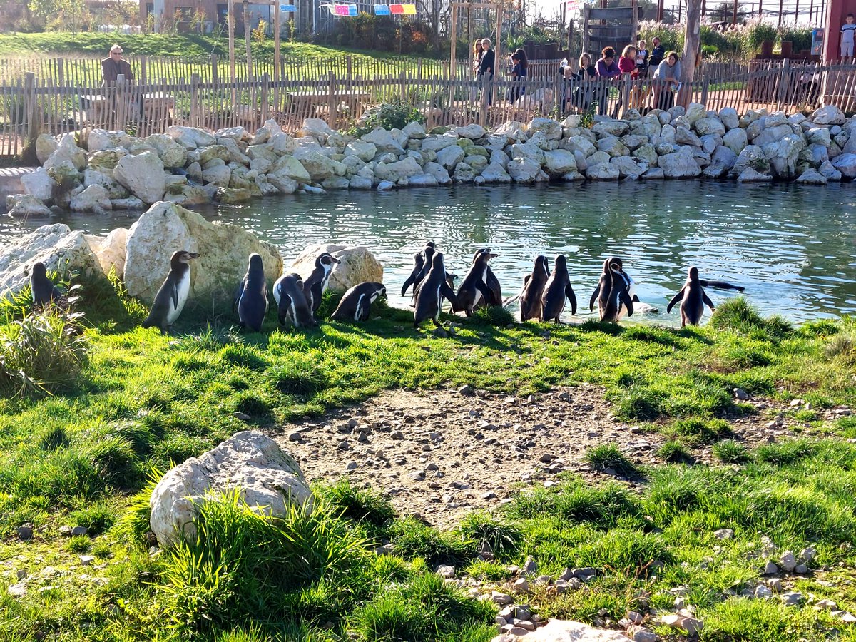 HCotillons's tweet photo. 🍀Retour sur une journée magnifique à Parrot World : le parc animalier immersif ! 
Des enfants émerveillés au plus près des animaux et de leur écosystème. 
#animation #sortieenfamille #sortieenfant #enfant #entreprise #évènement #parcanimalier #parrotworld #animaux #ecosysteme https://t.co/GsULnUDPsj