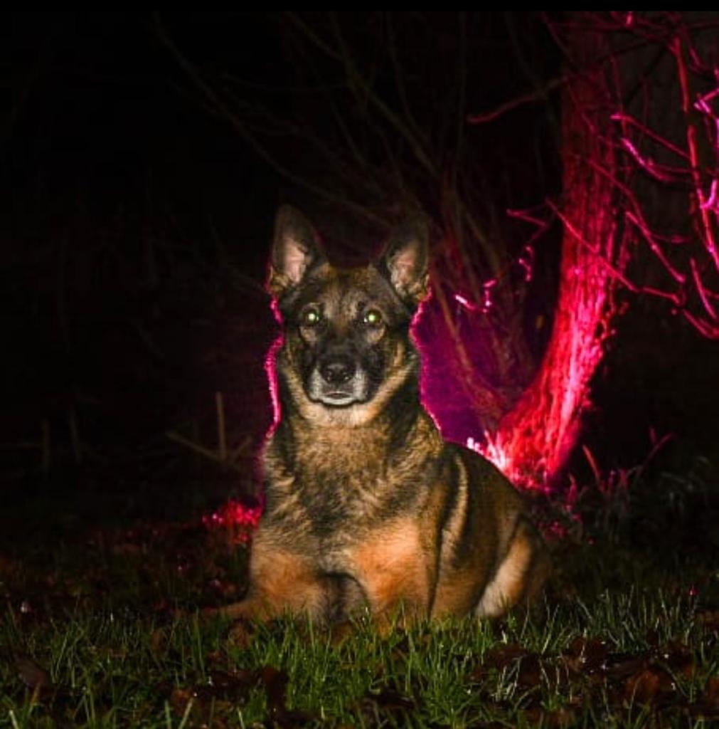 K9Scottish's tweet photo. Happy 6th Birthday to one of our trustees dogs #PDBen 🎂🎁
We know you will be spoiled today.
#BirthdayBoy 
#HappyBirthday https://t.co/tE69tabRi0