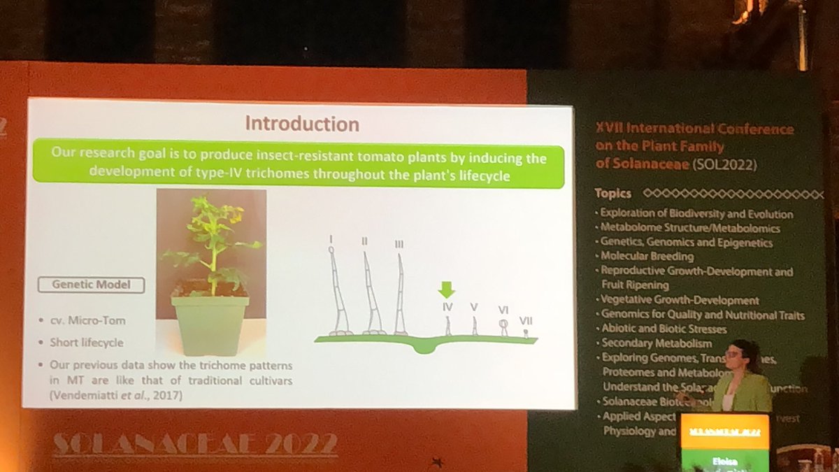 #SOL2022 Eloisa Vendemiatti follows with her presentation about genetic interactions that coordinate type-IV trichome development. Trichomes type IV produces aculsugars that can contain toxic compounds. Cultivated tomatoes have juvenile type IV trichomes.