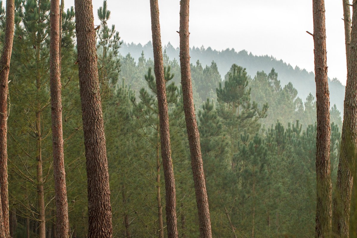 FBiodiversidad's tweet photo. Un equipo internacional de investigadores ha cifrado en 73.300 las especies de árboles que existen en todo el mundo, de las cuales 9.200 están aún por descubrir 🌳🌲🌴

Desgraciadamente muchas variedades están amenazadas por la deforestación y el #CambioClimático.

#Biodiversdad https://t.co/91eXmW8QC7