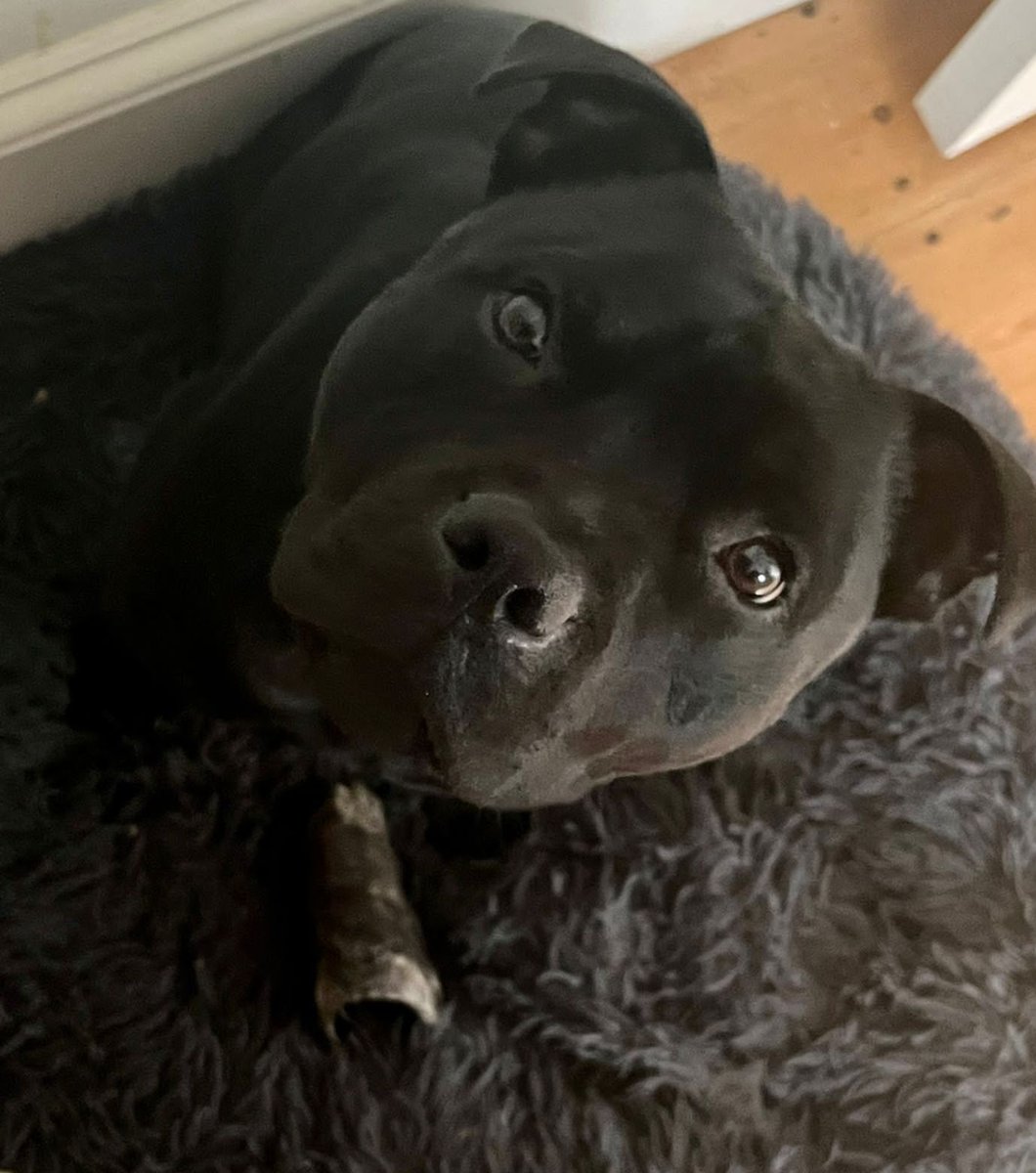 Hello!!! Do you have any food??? #staffy #DogsofTwittter