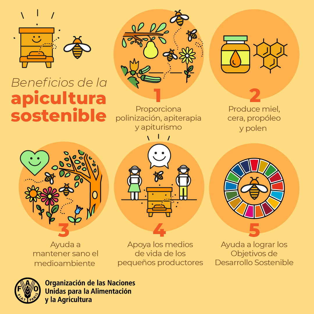 faodominicana's tweet photo. Las abejas y la apicultura desempeñan un papel importante en el medio ambiente y la producción agrícola, en el apoyo a los medios de vida rurales, la creación de empleos rurales dignos y la mejora de la seguridad alimentaria y la nutrición.

@RCastanedaFAO @FAOAmericas https://t.co/aJsS7St9L2