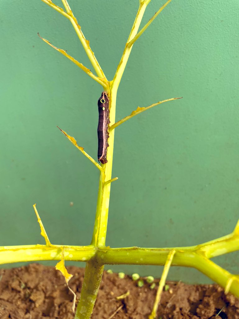 talktovaruna's tweet photo. When winters come, prepare for the spring…..
#GardeningTwitter #WinterBeforeSpring #flowerlover https://t.co/a4ncc5MYuh