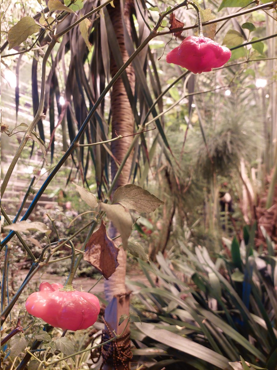 Oi mikä ihana puutarha, tropiikin tuoksut ja äänet.  Kuvissa yksi kasvi ottaa rennosti ja chili muhkeassa iskussa.  #botaniapuutarha #joensuu