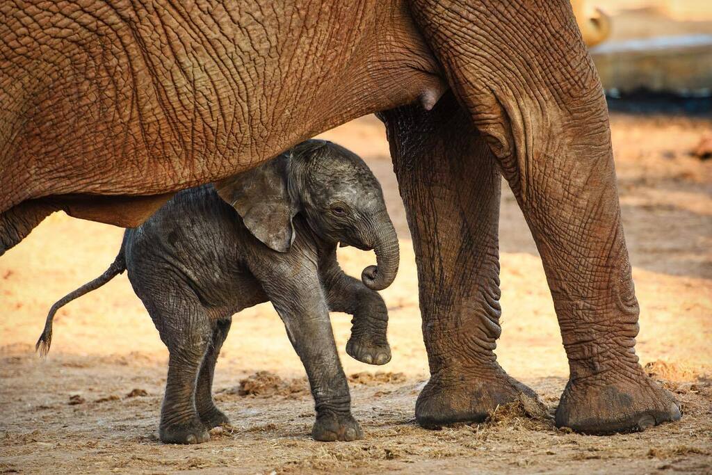 This is baby Milo We had the incredibly lucky honor of watching his birth a couple mornings ago, in the wild, just outside of the #IthumbaReintegrationUnit. His mother, Maila, is the 2nd rescued orphan to give birth after being raised and reintegrated … instagr.am/p/CkdvymfDUQ9/