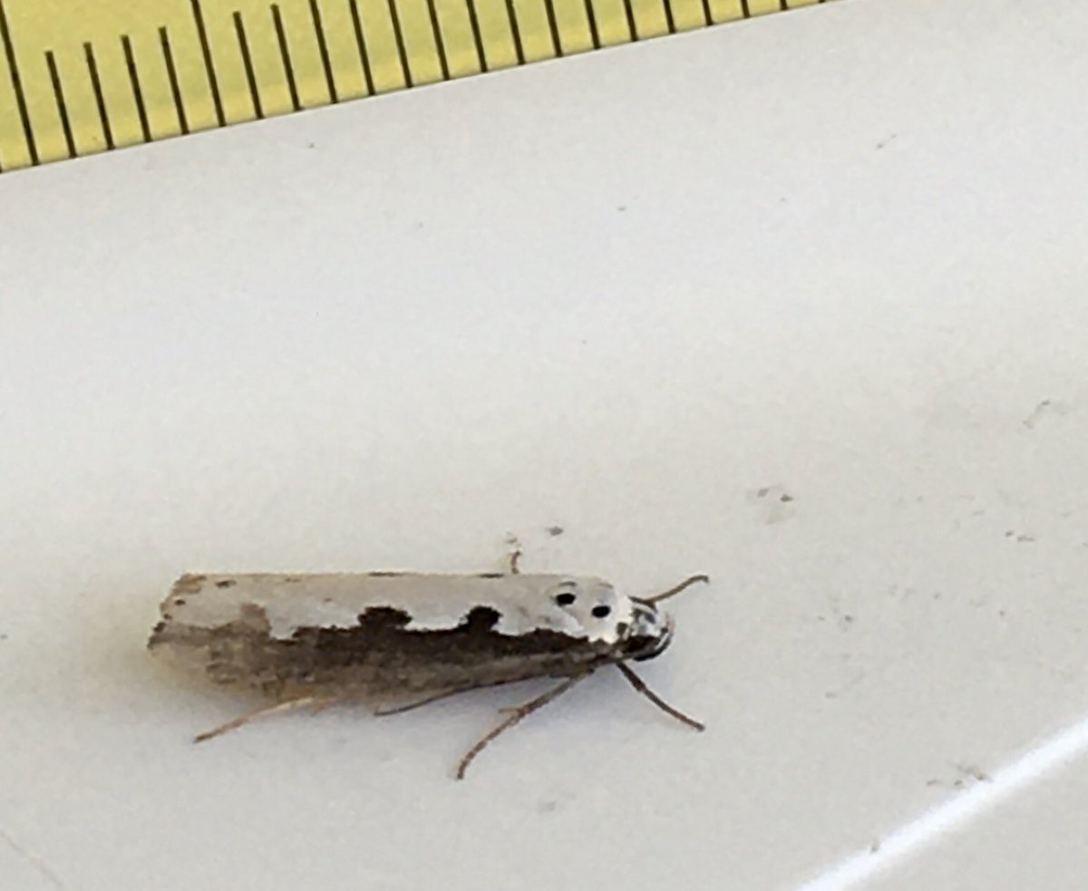 Bill Honeywell tweet media