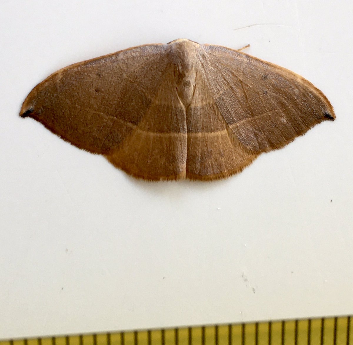 Bill Honeywell tweet media