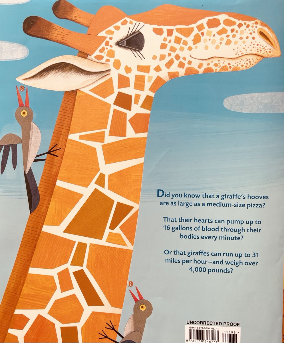 Back cover reveal. I posted the front cover of my upcoming book a  bit ago. Well, why not show off the back? GIRAFFE Math 🦒 coming in 2023. ⁦⁦⁦@LittleBrownYR⁩ #ChristyOttaviano ⁦@Save_Giraffe⁩ #standtallforgiraffes