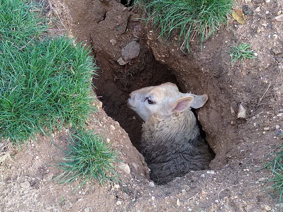 An unusual find while sett checking, poor sheep had clearly been stuck overnight and she was too big for me to get her out. I dropped some grass down her and went for help. The rescue took a long time but she is free now.