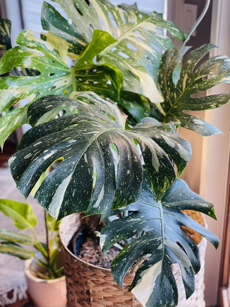 FLPlantEmporium's tweet photo. Thai Con alert 🚨‼️🌱🤩💚💚 #houseplant #houseplants #plantsinside #plantlife #planttwitter #plants #houseplantlove https://t.co/bC3lvUkbuF