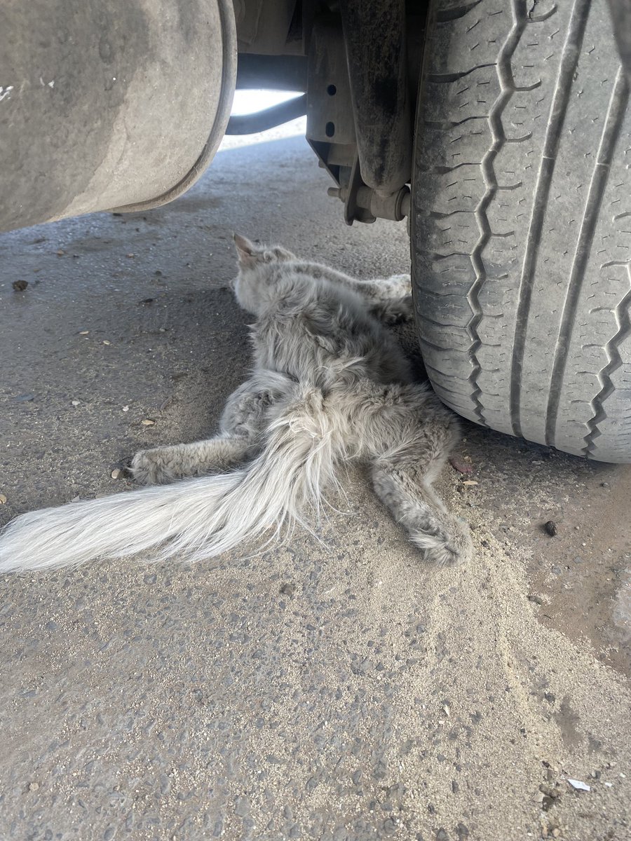 𝑮𝒉𖤍. tweet media