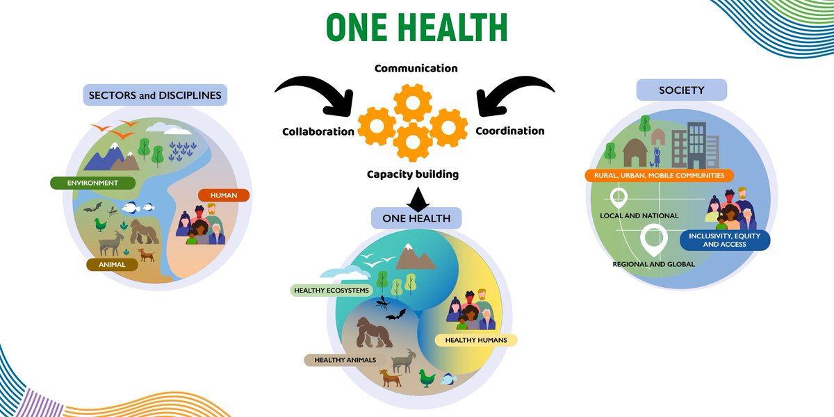 Tomorrow is #OneHealthDay! The #OneHealth approach addresses the relationships between human health, environmental health, and animal health to better respond to infectious disease outbreaks. Successful public health interventions require cross-sector collaboration.