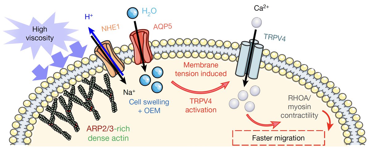 Konstantopoulos Lab (@kklabjhu) on Twitter photo Much gratitude to all co-authors for their remarkable contributions, <a href="/InesGodet/">Inês Godet</a> <a href="/pmehta96/">Pranav Mehta</a> @brent_if <a href="/cdpaul16/">Colin Paul</a> <a href="/Anindya_SenJHU/">Anindya Sen</a> <a href="/mistrigr/">Panagiotis Mistriotis</a> <a href="/GilkesLab/">Daniele Gilkes 🇺🇦</a> & colleagues from <a href="/INBT_JHU/">The Johns Hopkins Institute for NanoBioTechnology</a> <a href="/HopkinsEngineer/">Johns Hopkins Engineering</a> <a href="/HopkinsMedicine/">Johns Hopkins Medicine</a> <a href="/binghamtonu/">Binghamton University</a> <a href="/CarnegieDevBio/">Carnegie Embryology</a> <a href="/Physiology_Lab/">Molecular Physiology Lab</a> <a href="/UPFbiomed/">UPF Medicine and Life Sciences</a> <a href="/UAlberta/">University of Alberta</a> Much gratitude to all co-authors for their remarkable contributions, <a href="/InesGodet/">Inês Godet</a> <a href="/pmehta96/">Pranav Mehta</a> @brent_if <a href="/cdpaul16/">Colin Paul</a> <a href="/Anindya_SenJHU/">Anindya Sen</a> <a href="/mistrigr/">Panagiotis Mistriotis</a> <a href="/GilkesLab/">Daniele Gilkes 🇺🇦</a> & colleagues from <a href="/INBT_JHU/">The Johns Hopkins Institute for NanoBioTechnology</a> <a href="/HopkinsEngineer/">Johns Hopkins Engineering</a> <a href="/HopkinsMedicine/">Johns Hopkins Medicine</a> <a href="/binghamtonu/">Binghamton University</a> <a href="/CarnegieDevBio/">Carnegie Embryology</a> <a href="/Physiology_Lab/">Molecular Physiology Lab</a> <a href="/UPFbiomed/">UPF Medicine and Life Sciences</a> <a href="/UAlberta/">University of Alberta</a>