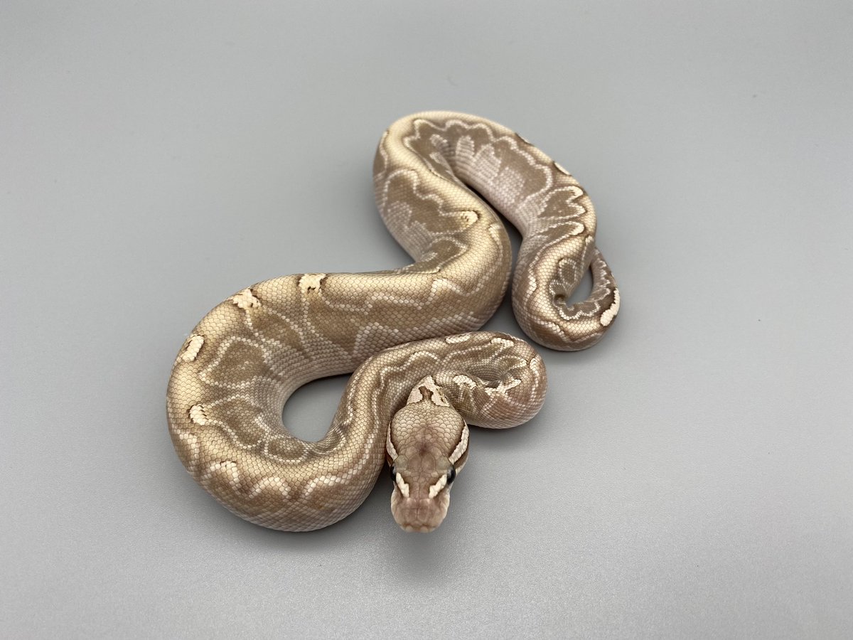geeksballpython's tweet photo. Bamboo GHI Shatter ♂❤︎
ギラギラ🤩
#2022ブリード
#ギークス産
#MetalColor
#とんぶり
#で販売します
#burikura https://t.co/JUYB7zqRKq