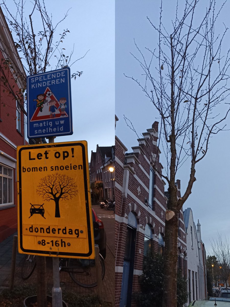 Nou ja zeg, rücksichtslos gesnoeid met kerstlampjes en al, een dag te vroeg #60euroweg #kerstlampjes #lelijkgesnoeid #geenkansgehadomeruittehalen <a href="/breda/">Gemeente Breda</a>