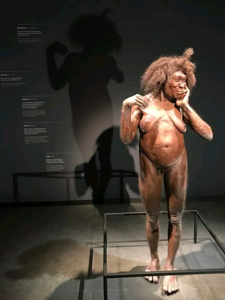 Recreación de una hembra Homo Erectus que vivió hace 2 millones de años, hemos recorrido un largo camino.

Museo de Leiden, Holanda