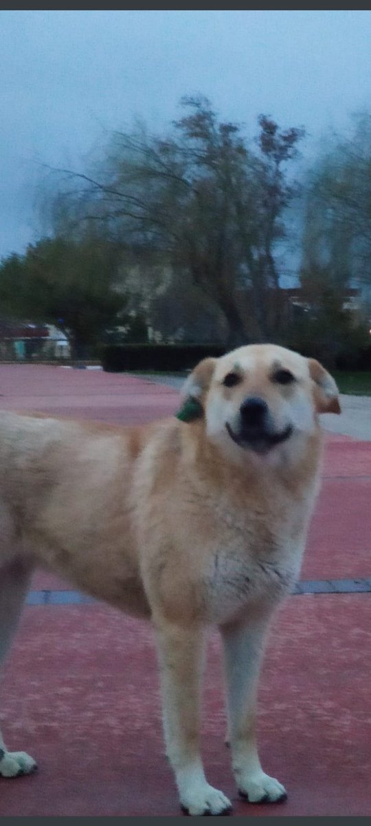 DykHhk's tweet photo. Van YYÜ Kampüste barınan Neşe isimli köpek 28 Ekim 2022 tarihinde belediye yetkililerince öldürülmüştür .Öldürülen Neşe isimli köpeğimizin ,öldürülmesinden sorumlu belediye görevlileri/yetkilileri hakkında Van Barosu Doğal https://t.co/pIvaK6eOiK