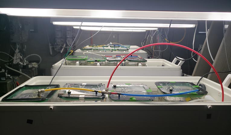 In our newest Tide Bite, <a href="/AaronNinokawa/">Aaron Ninokawa</a> shows that some research questions translate almost seamlessly between the ocean and freshwater, including hypotheses that can be tested on freshwater organisms will help inform what is happening in marine habitats. fhl.uw.edu/about/news-and…