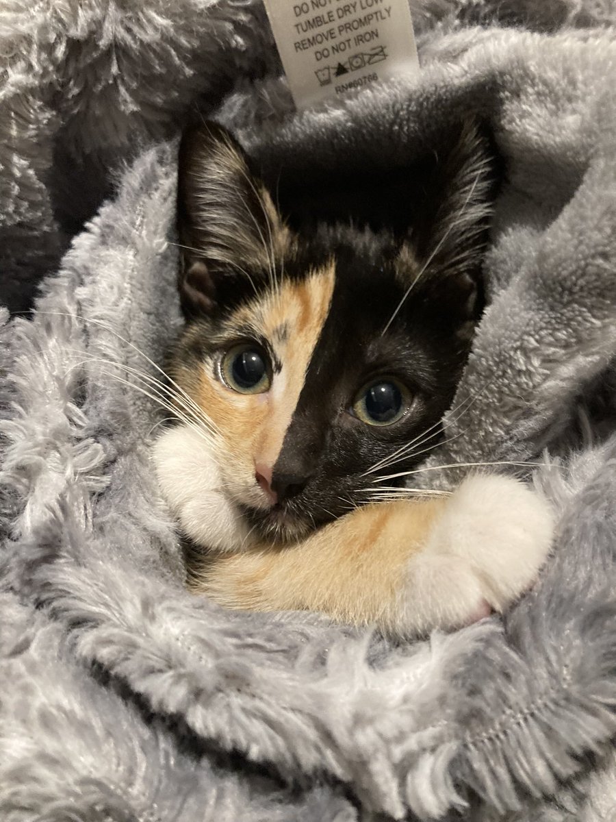 ShowYourCat's tweet photo. Peach https://t.co/m2wZl77Og2