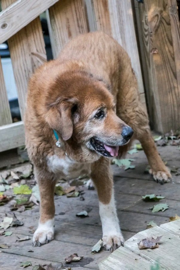 schmoozequeen's tweet photo. “Yesterday I adopted the oldest, sickest and most injured dog from a shelter . . . ❤️ #Rescue #ShelterDog #Oldest #Sickest #Injured
https://t.co/IzvVgSU9Pc https://t.co/hIBoG8tEui