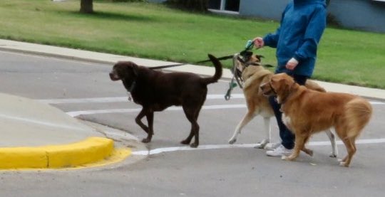 hapandcarol's tweet photo. #HAPPINESS is the many dog walkers who keep their dogs on leashes. #dogwalkers #happydogs #dogsonleashes https://t.co/NELl90EubY