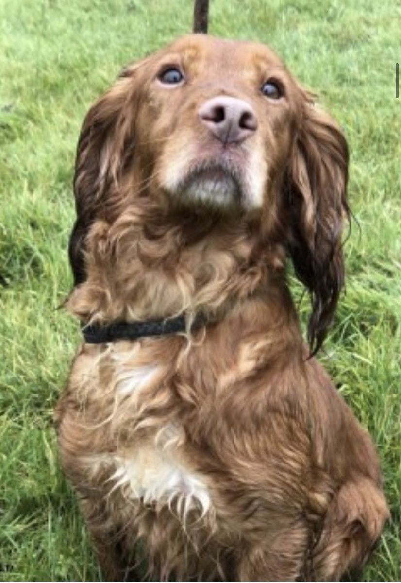 rosieDoc2's tweet photo. PIPPA FEATUREs IN #CountryMansWeekly 2/11
PIPPA MISSING SINCE 24/8/22
LOST #LittleHayfield #HighPeak #Derbyshire
#SK22
Female/OLDER ADULT #CockerSpaniel golden
This lady needs to be home in front of the fire
#GunDogTheftAwarenessWeek #SpanielHour
https://t.co/o9ccTnNW1Q https://t.co/X1voYseh9G