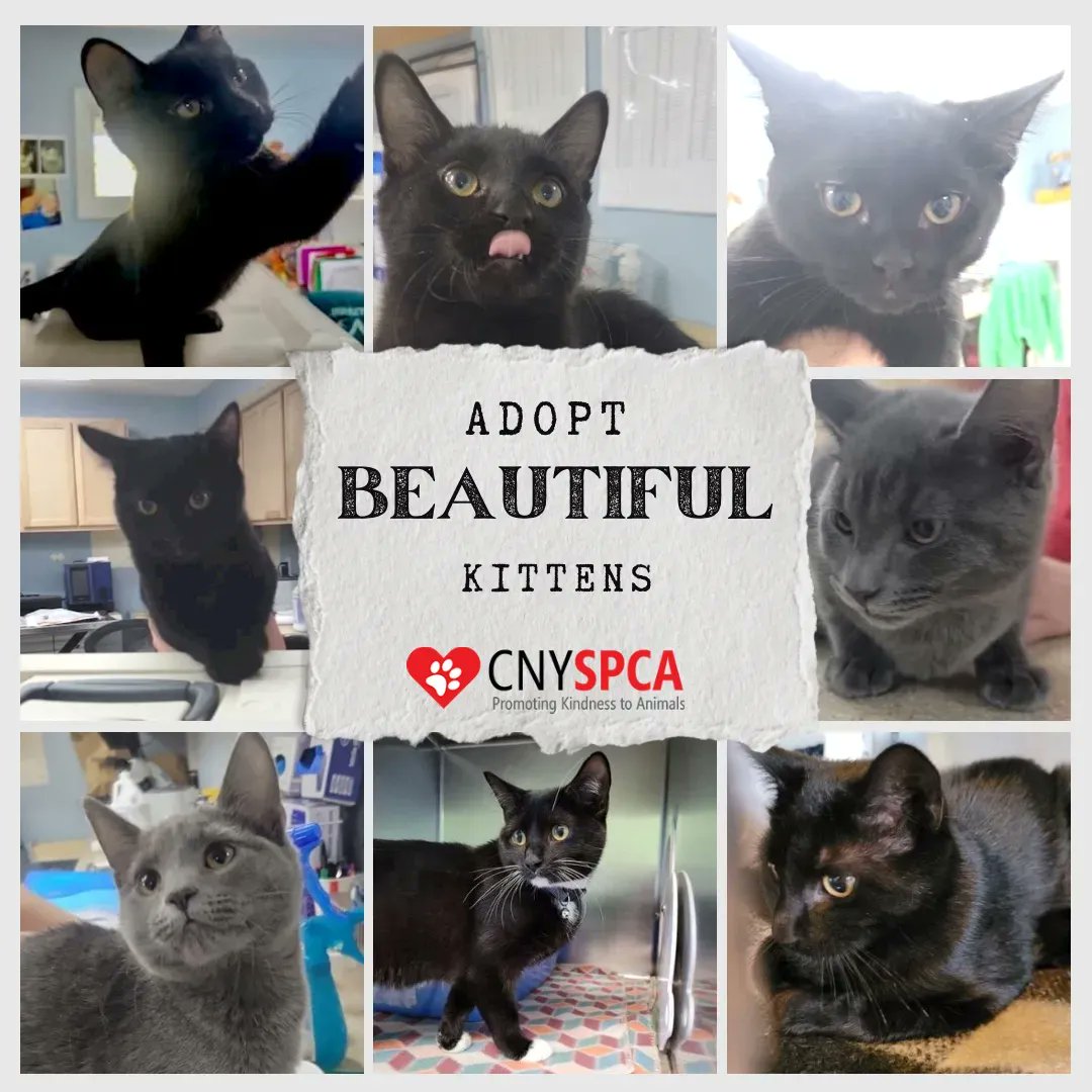 Central New York SPCA tweet media