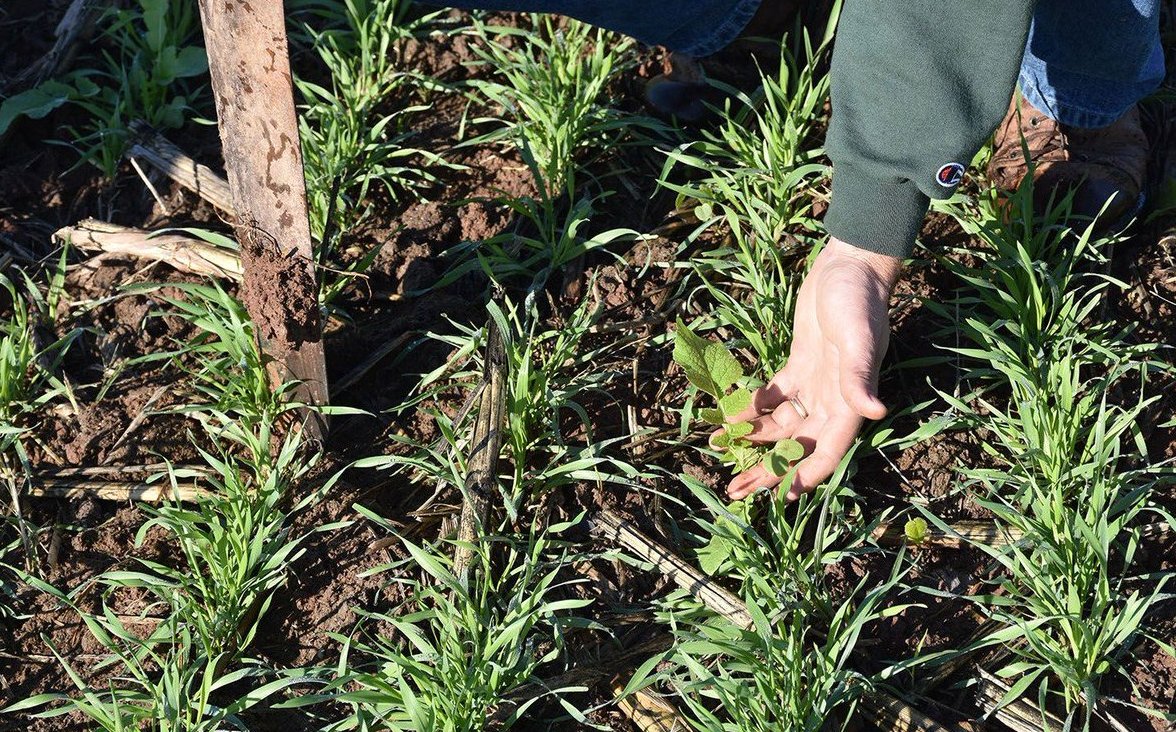 "We use this approach to take advantage of the soil health benefits of no-till and cover crops. We have higher yields, richer soil, and improved water-holding capacity." bit.ly/3dT10FO #NoTillNovember