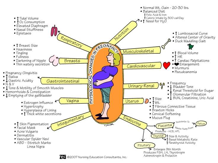 medictests's tweet photo. Physiologic changes in pregnancy for the visual learner! https://t.co/j5XeN4CmCE