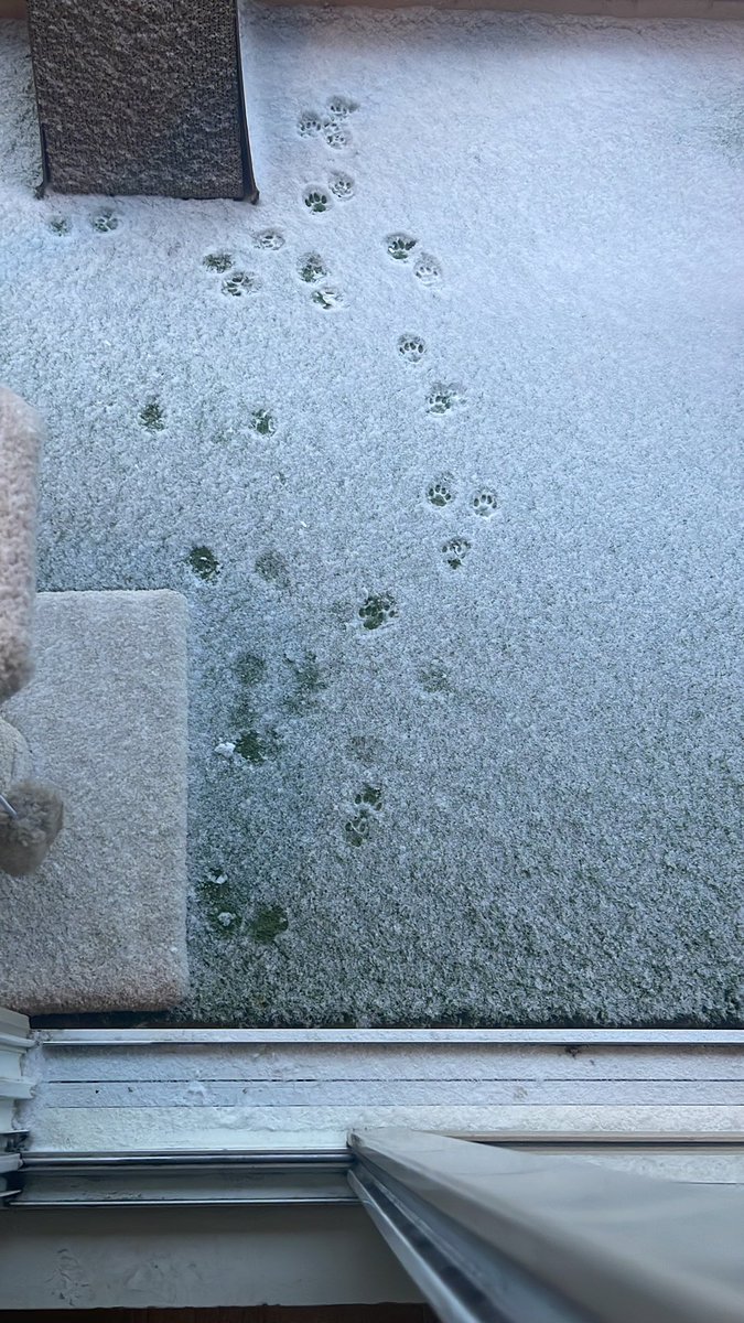 It’s snowing in #yeg but make it cute.