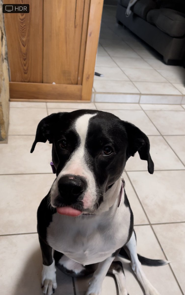 AutumnGsoftball's tweet photo. @TopPreps @Lilli_Martineau My dog Lexi, we also have a cat and 3 show pigs. 🦮🐱🐷 https://t.co/kNgSyCzArO