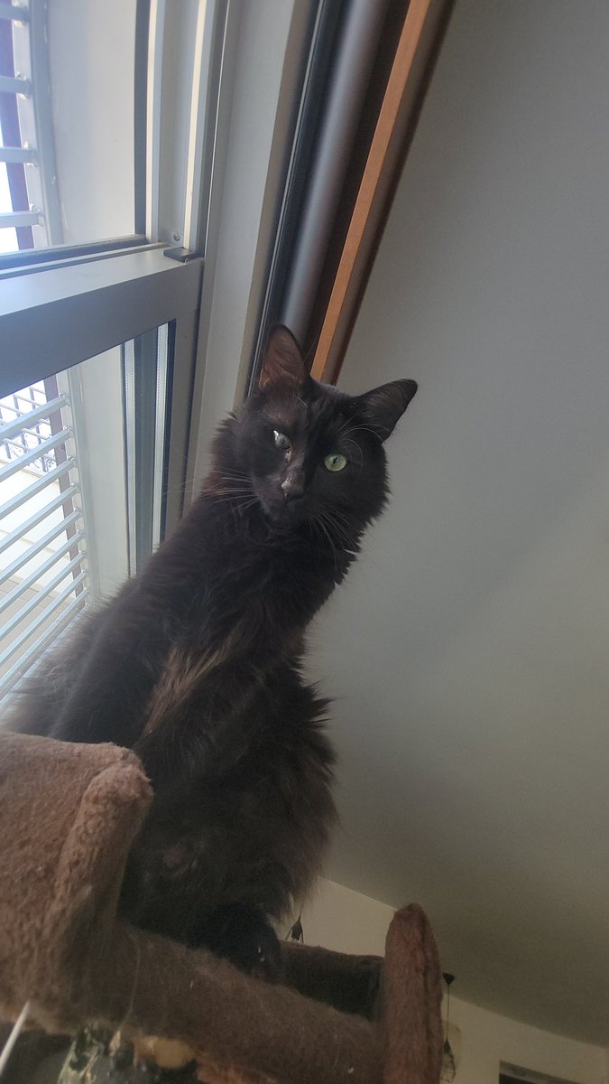 Tokyo2020cat's tweet photo. @catsnkittys @Tokyo2020cat my black beauty 🐈‍⬛💙 https://t.co/CAJwL8uvEq
