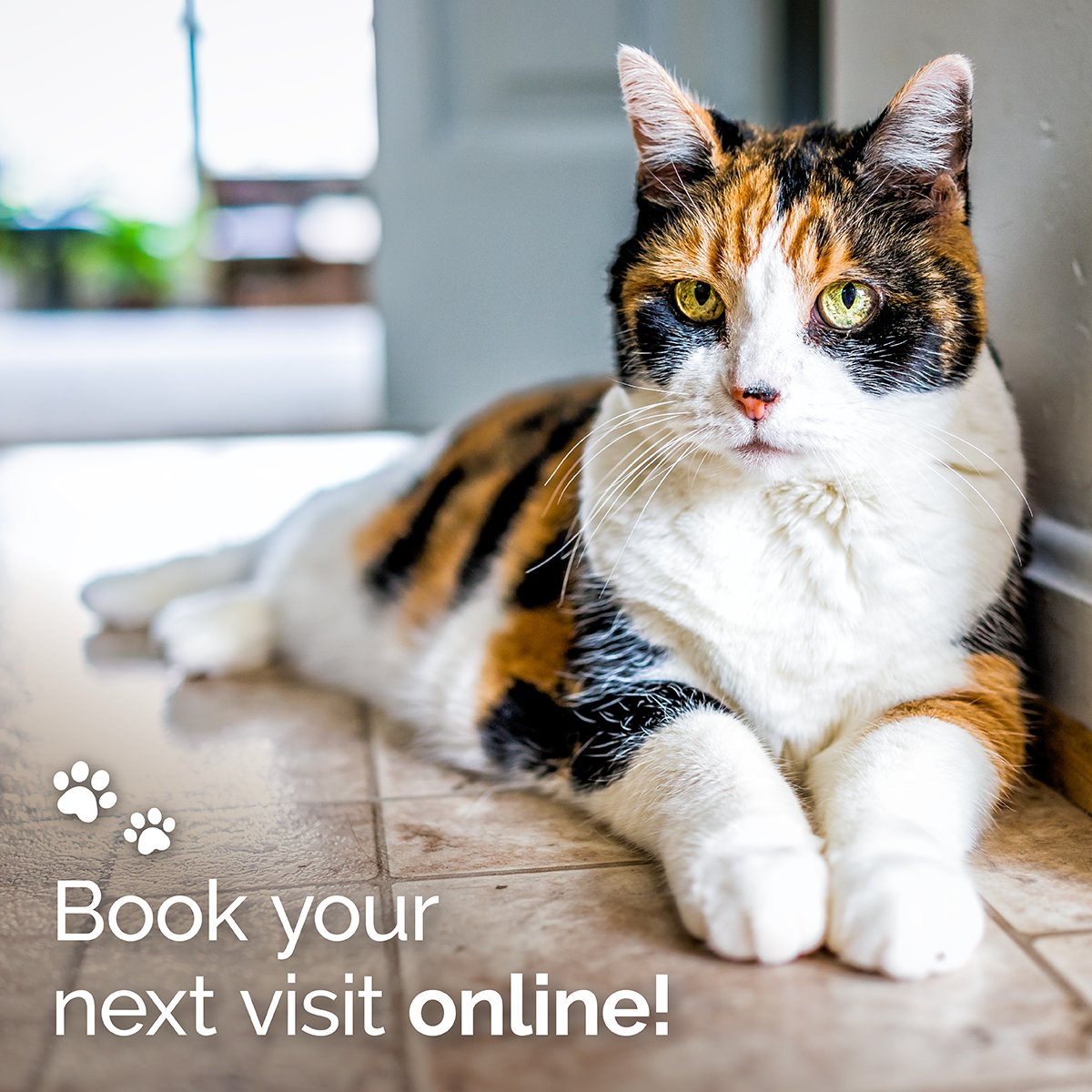 AcresVet's tweet photo. Book online! #petwellness #smallanimal #petcare #veterinary #lubbocktx #southplains #westtexas #puppy #kittens #cats #dogs #AnimalLovers https://t.co/wYAjMbeMix