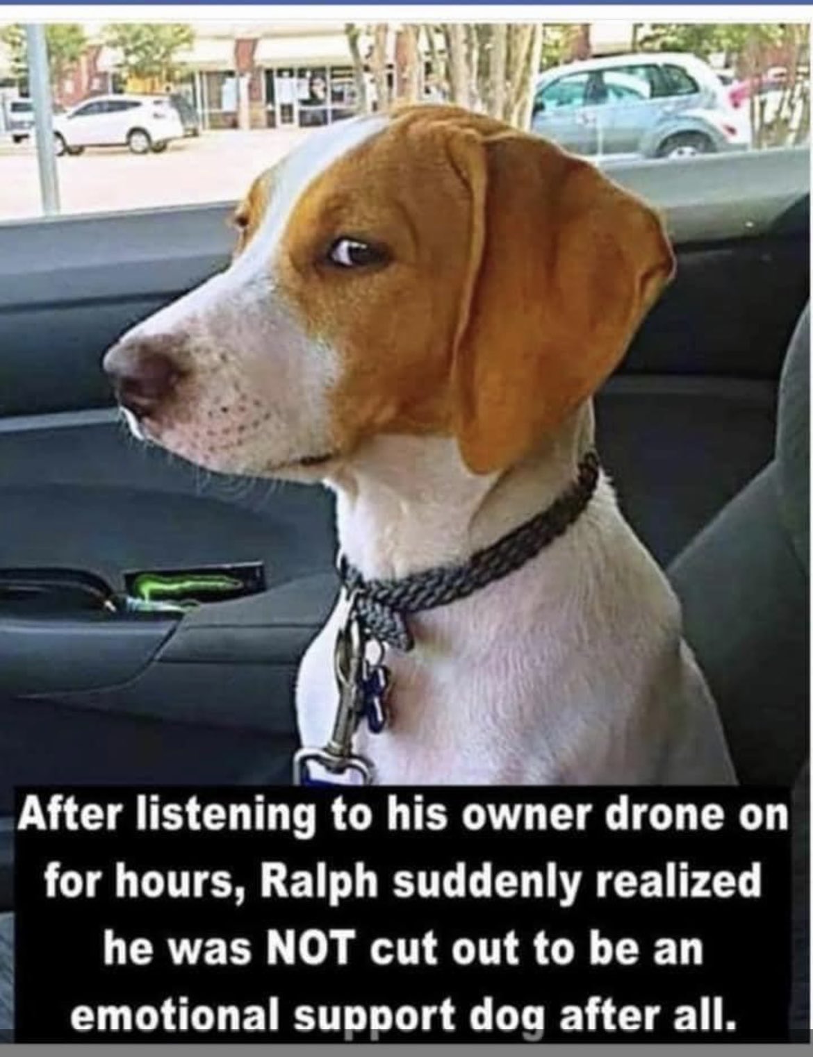 Empire Rarities on Twitter: "#memes #memesdaily #fur #boots #purebred #dogs  #cats #wine #emotional #support #animal https://t.co/dZza7c9axM" / Twitter