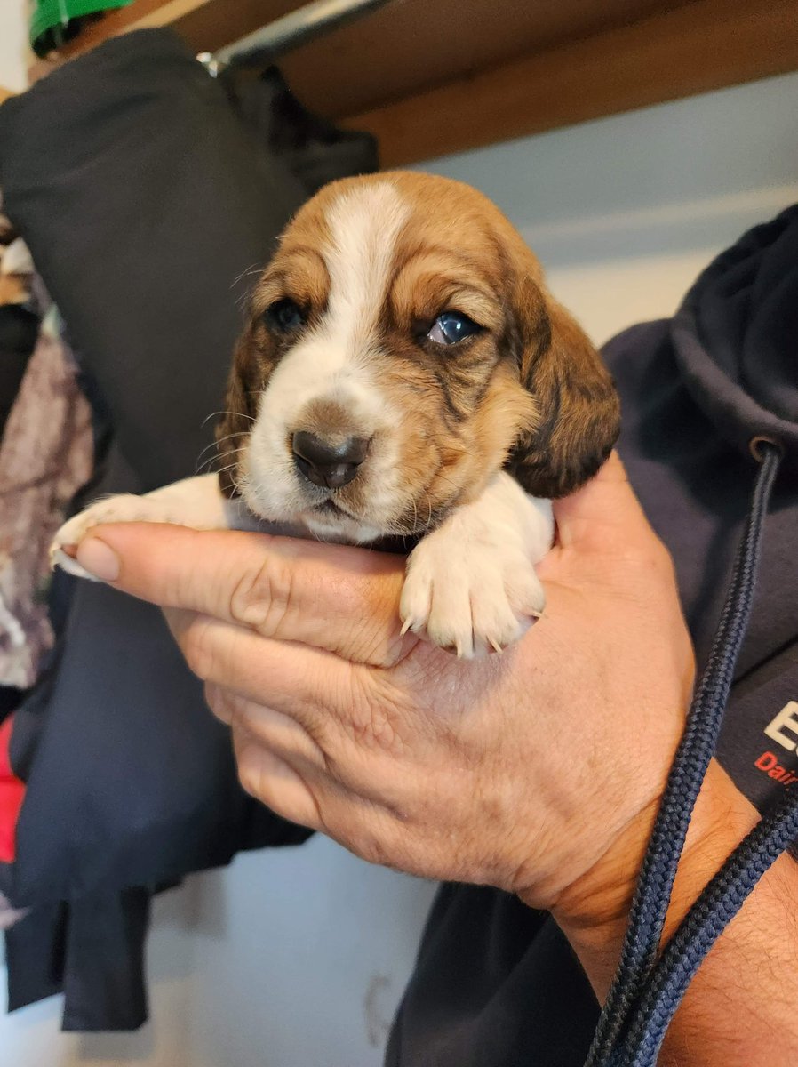 WilburBasset's tweet image. Wilbur here … with some disappointing news. That Mama has decided that having 2 protégés would be too much for me. Pfffftttt! So we will be adopting only one pup at this time. Maynard will be joining us a week from Friday.