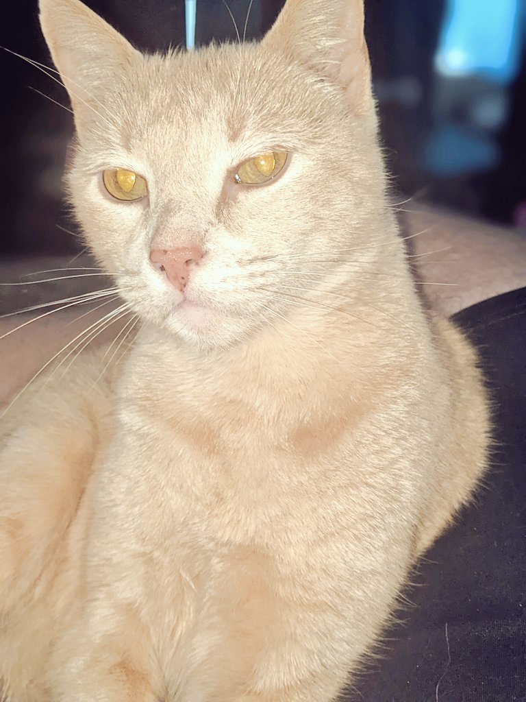 The flash gives me some Commander Data eyes.

#cats #startrek #catsoftwitter #data