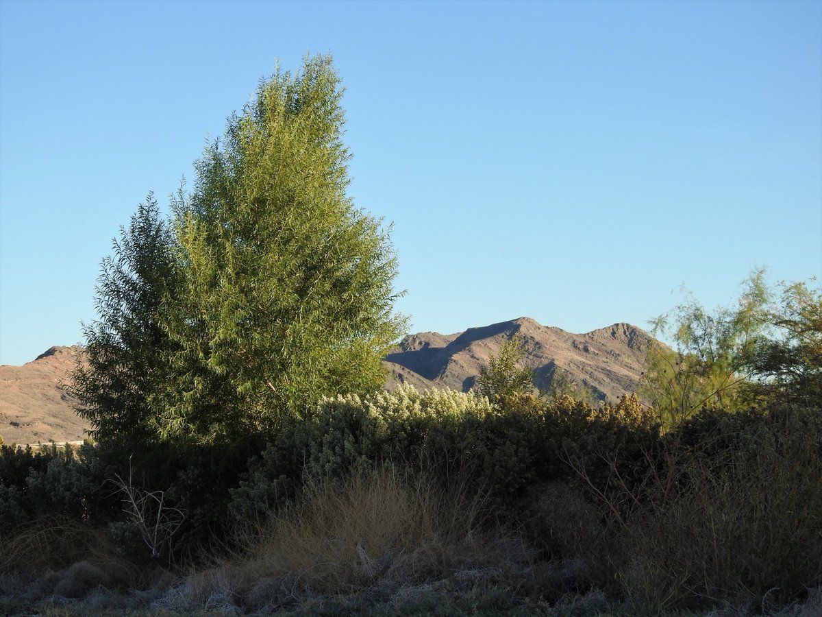 Basin & Range Watch tweet media